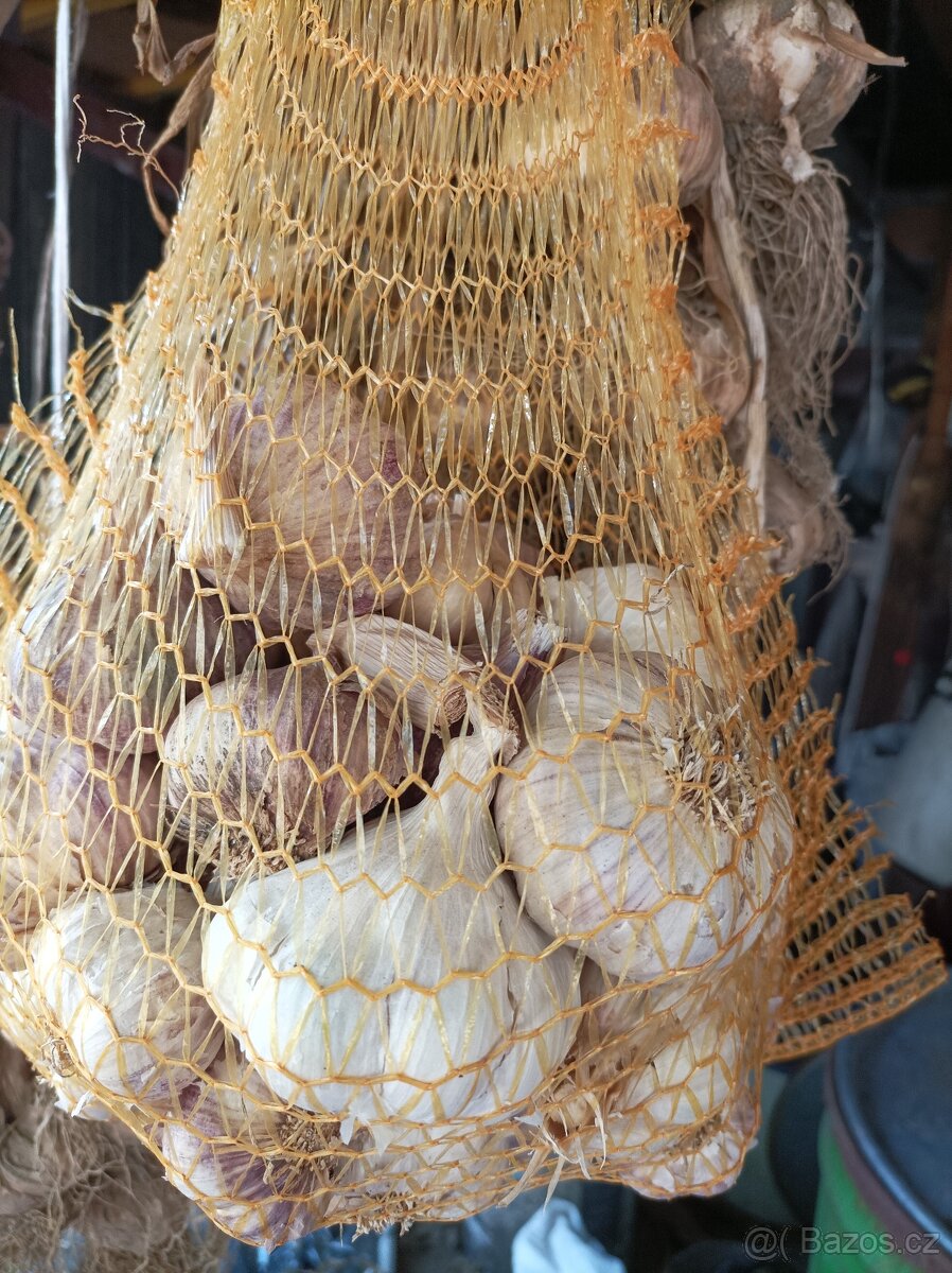 Český česnek - 6