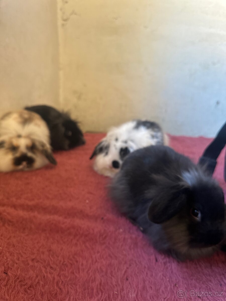 ✨ Králíček beránek – ihned k odběru ✨ - 6