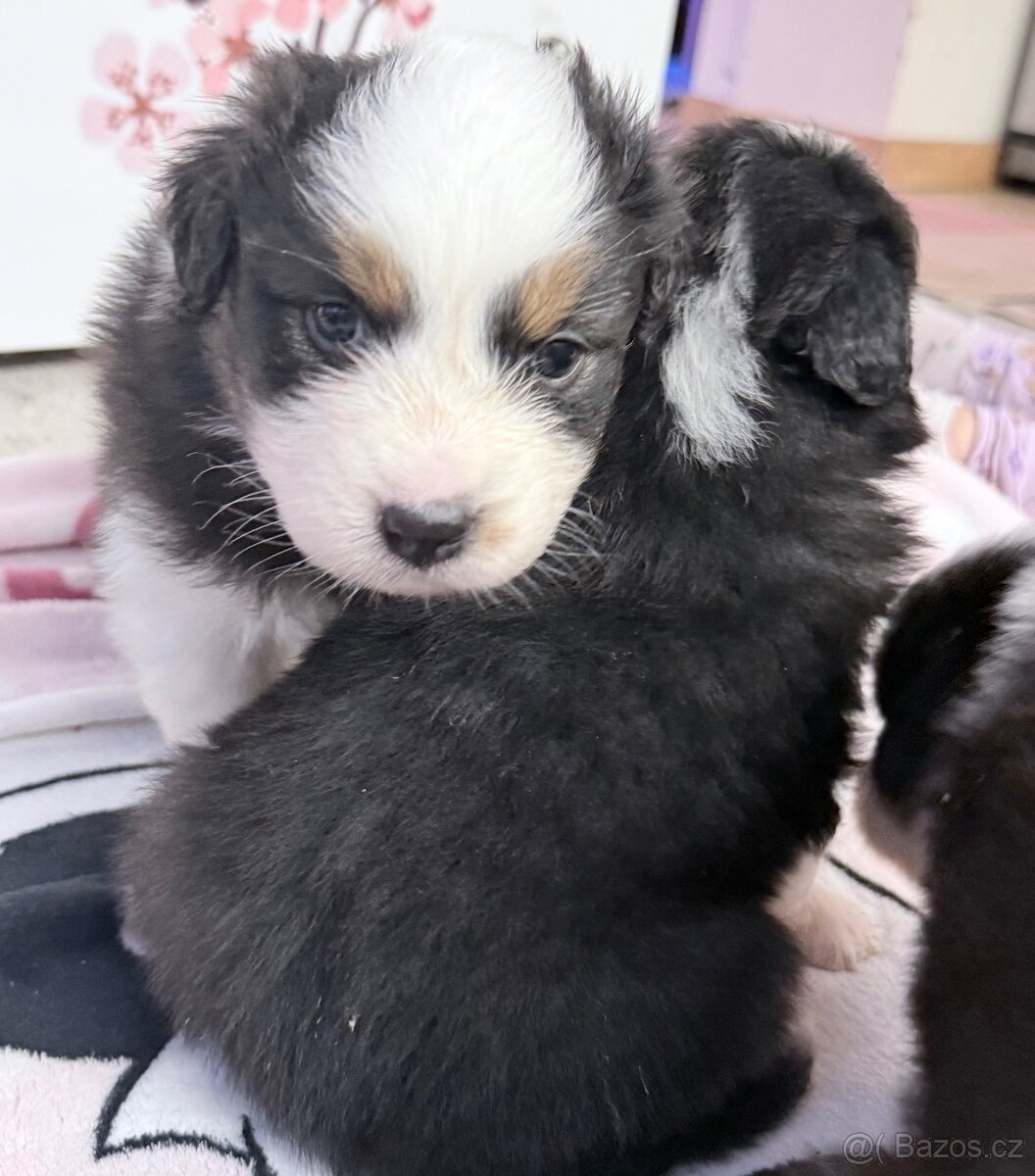 Štěňata Australský ovčák bez PP - 6
