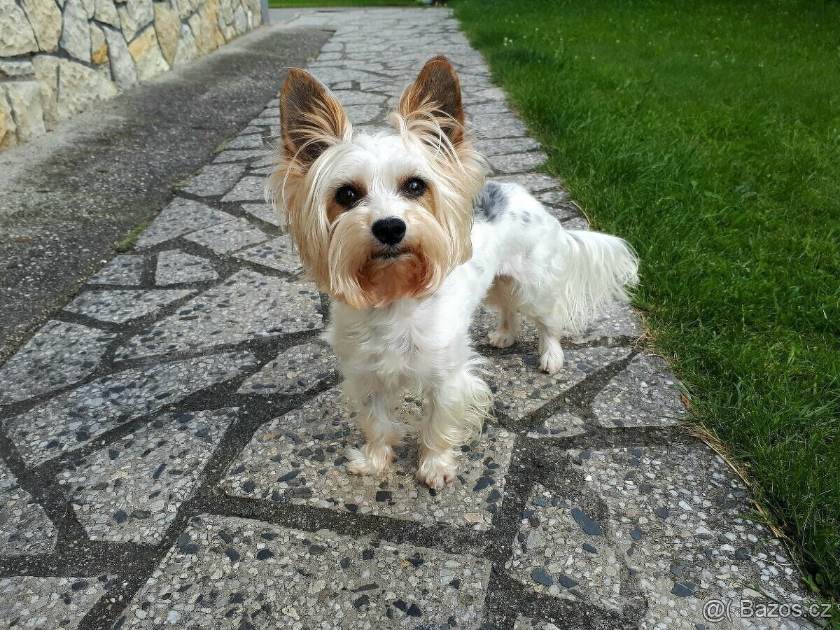 Biewer jorkšírský teriér krytí, připuštění - 6