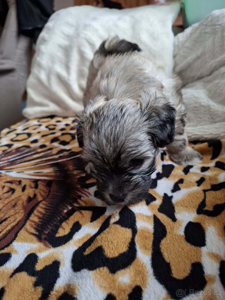 Havanský psík bez PP - 6