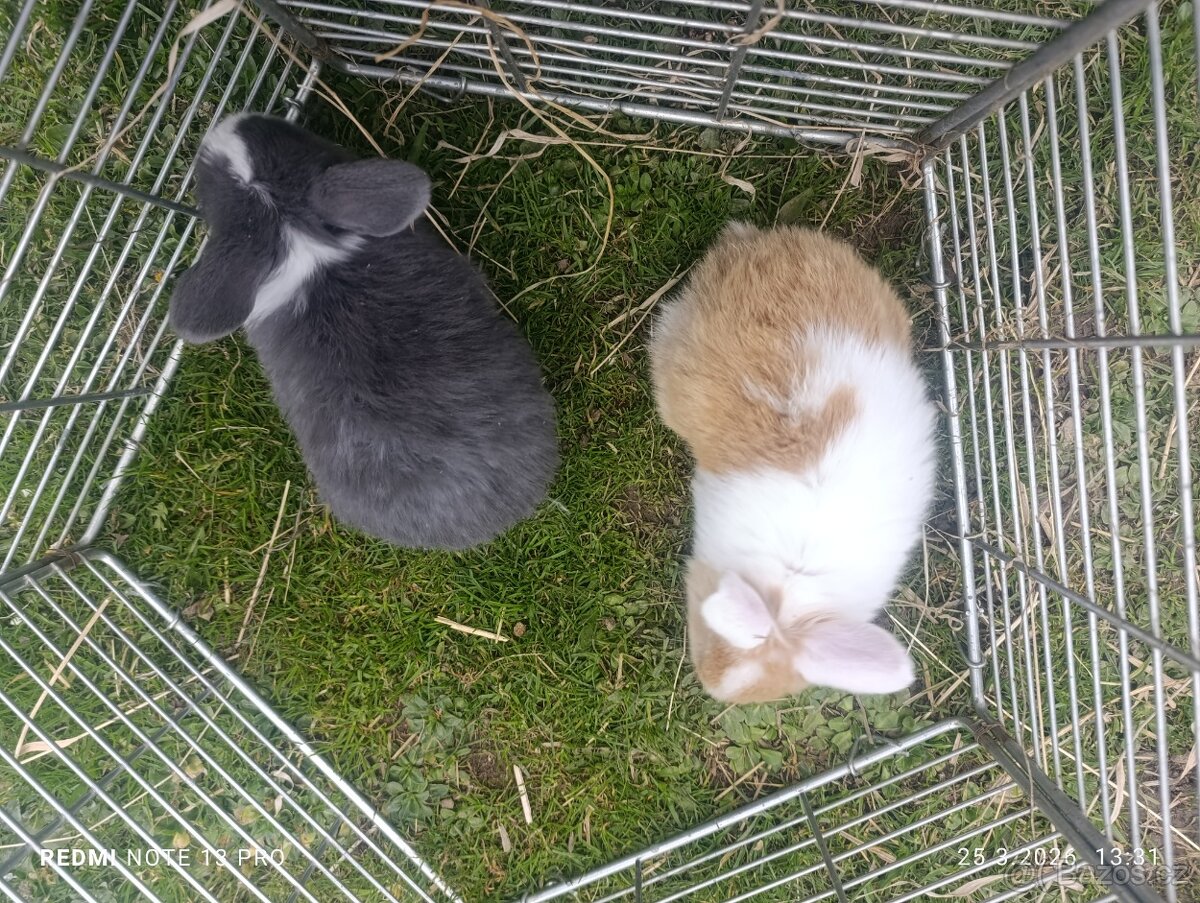 Králíček kříženec minilop - 6