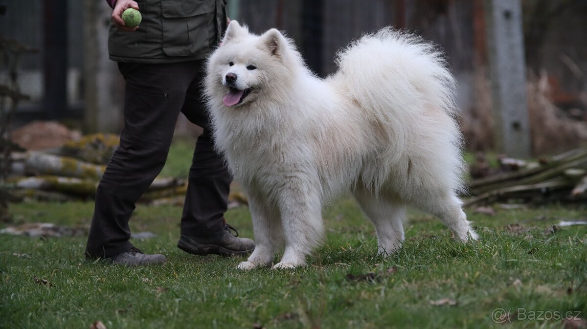 Samojed - štěňata s PP - 6