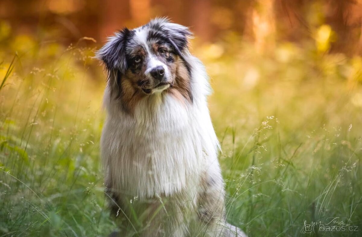 Krytí chovným psem Australský ovčák - 6