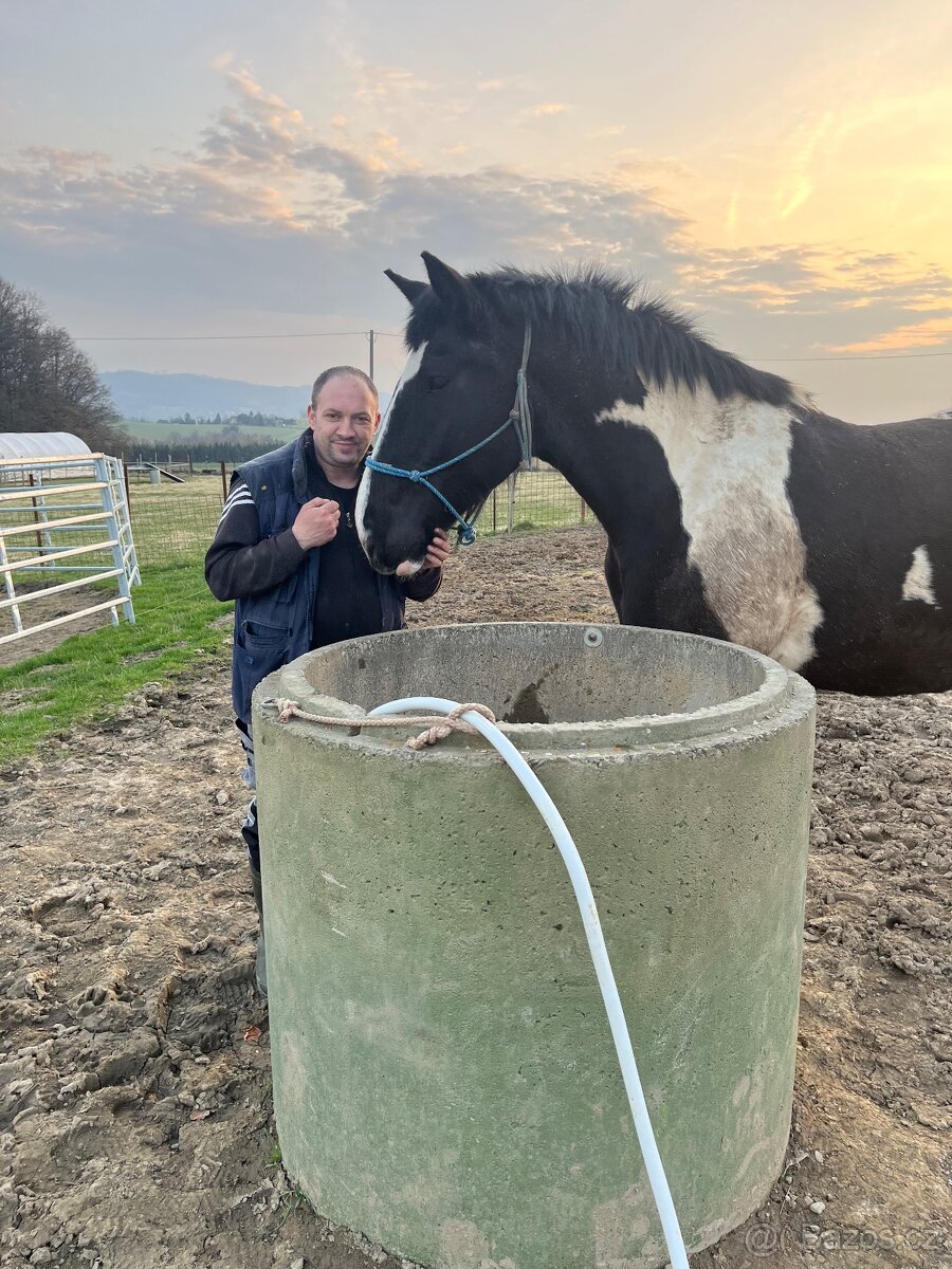 6 letá Barock Pinto - 6