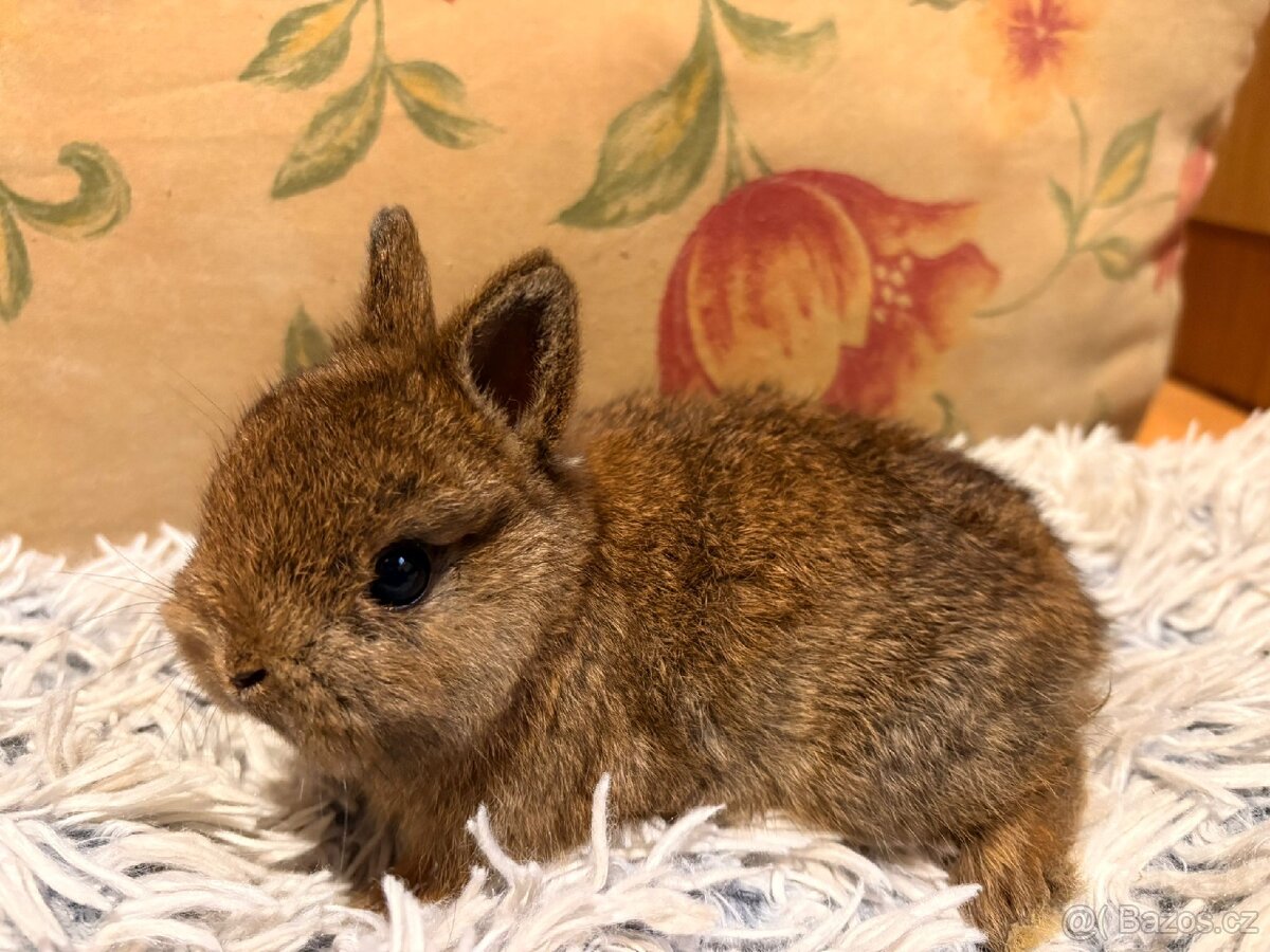 Zakrslý králíček - 6