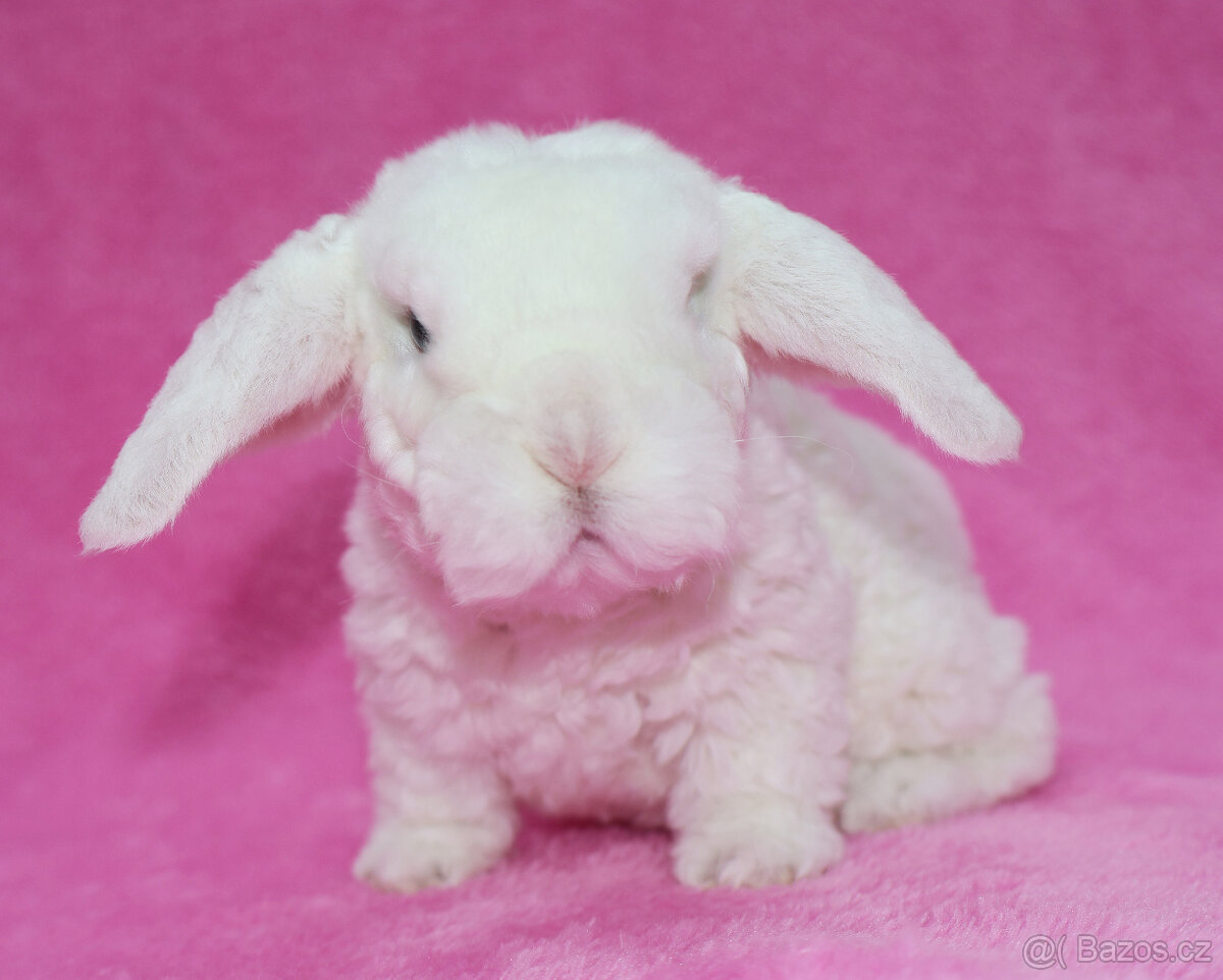 Zakrslý modrooký rex beránek sameček - 6