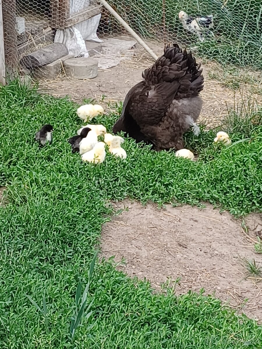 Brahmanka velká - 6