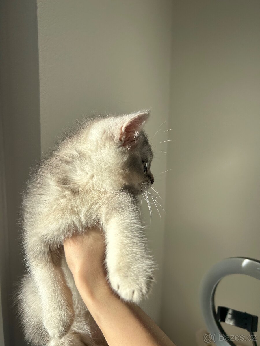 Skotská koťata - 6