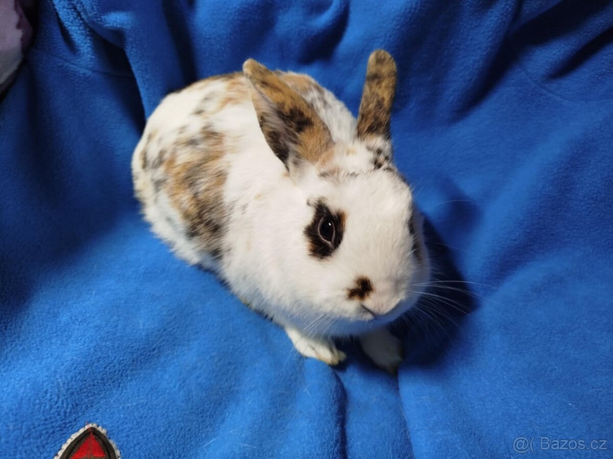 Nabízím zakrslé králíčky- hladké stáří 7 měsíců - 6