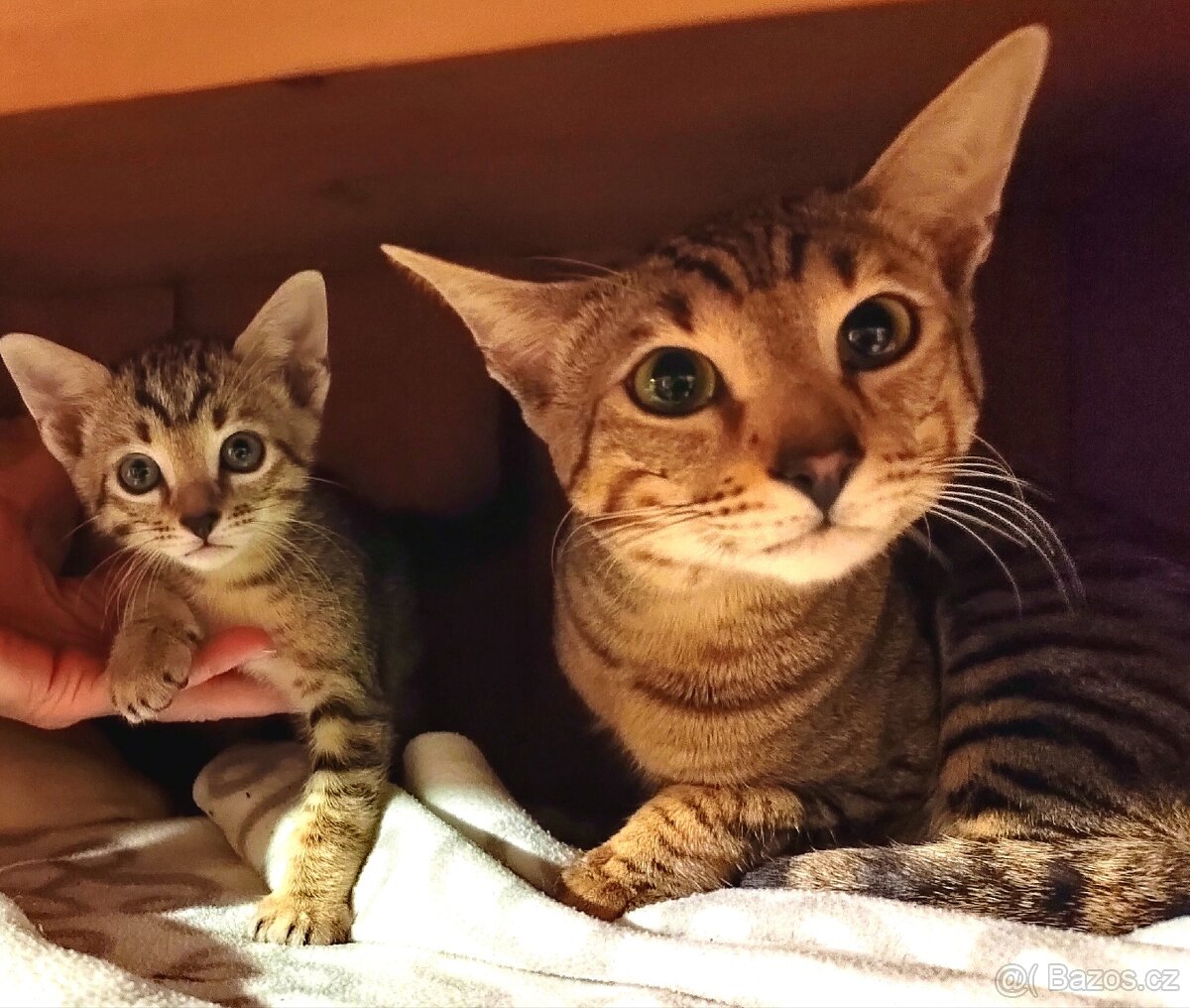 Anakin a Albus (Orient/Siam) 🐱 čistokrevní bez PP - 6