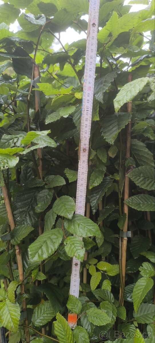 Sazenice lesních dřevin - 6