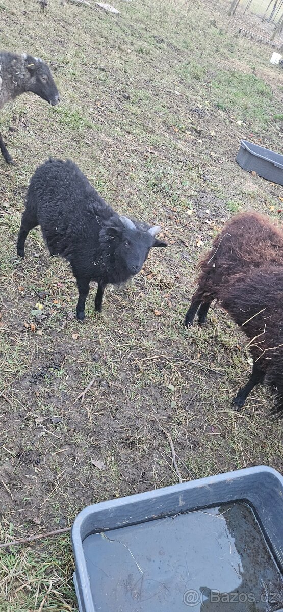 Beránci ze Strážek - 6