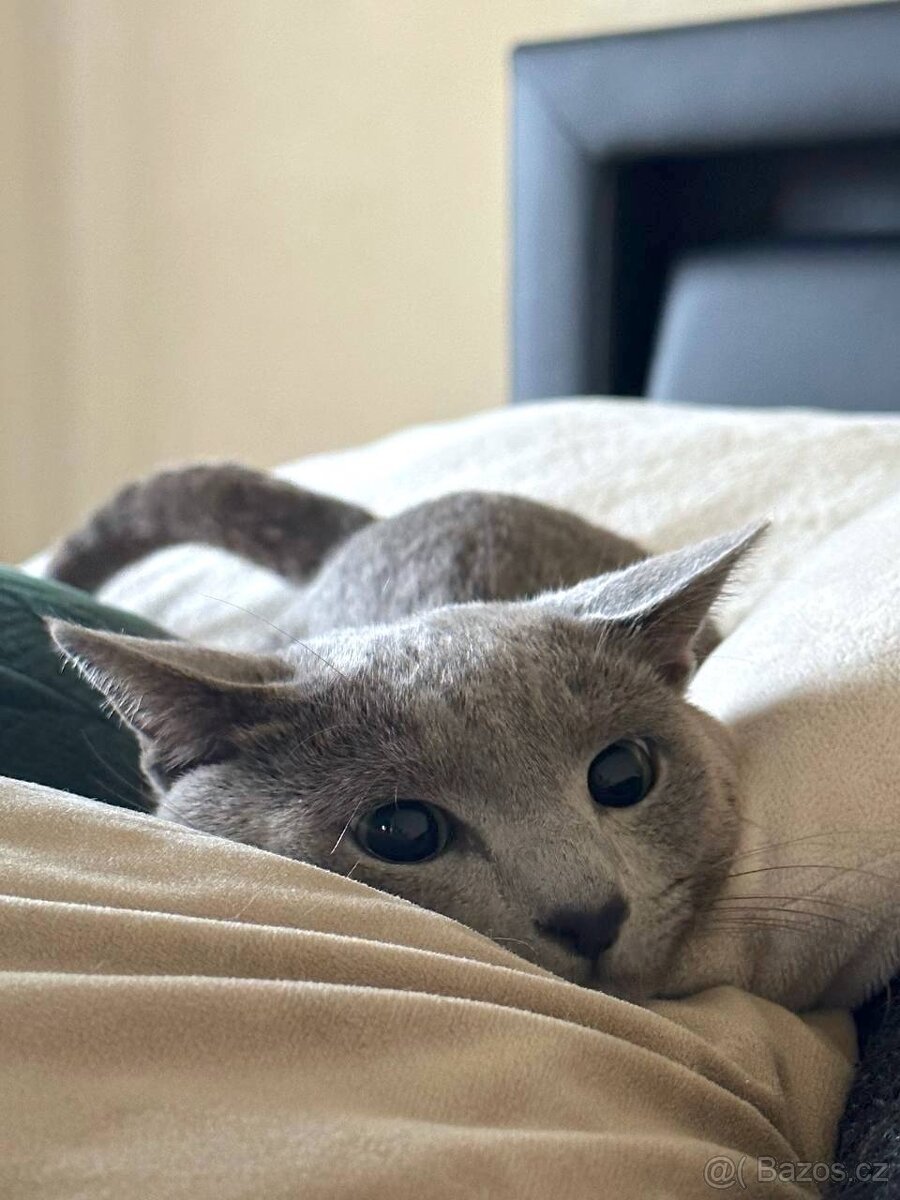 Ruská modrá kocour ke krytí - 6