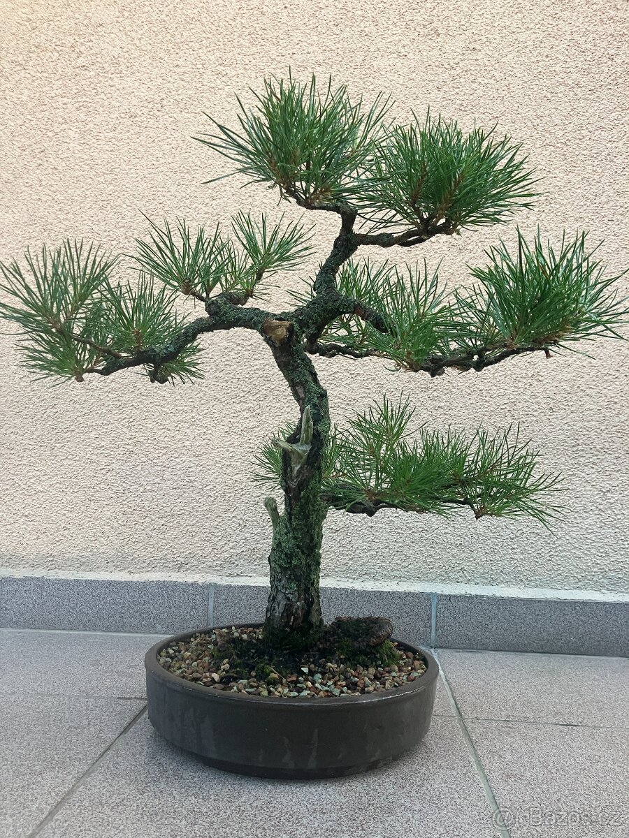 Bonsai, Bonsaj, borovice lesní - 6