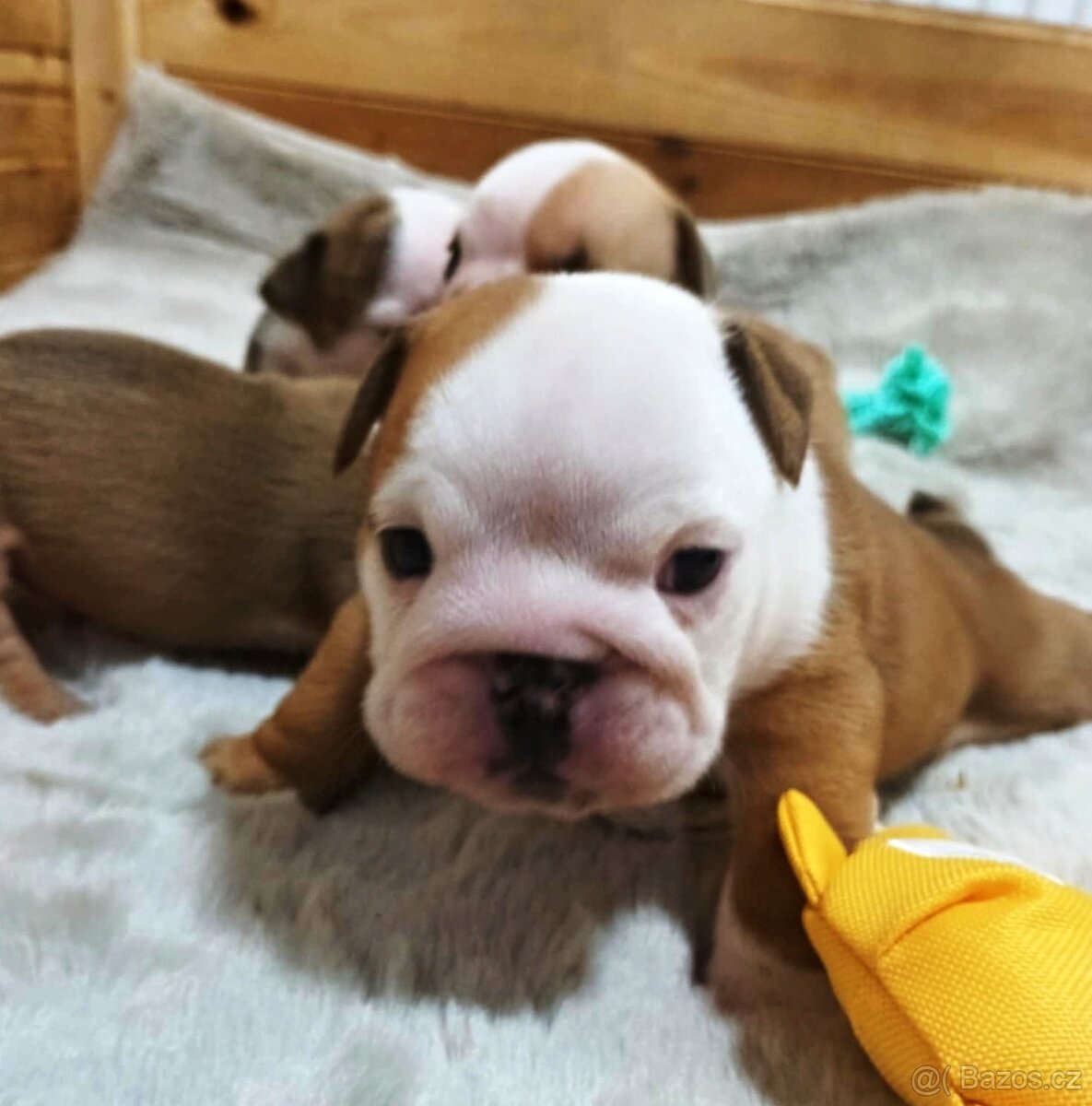 Anglický buldok s PP, štěňátka k rezervaci - 6