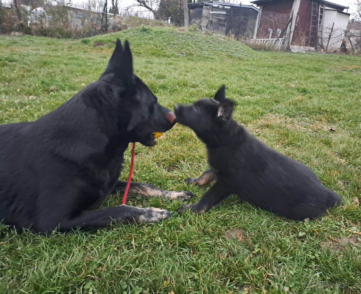 Německý ovčák - štěňata - 6