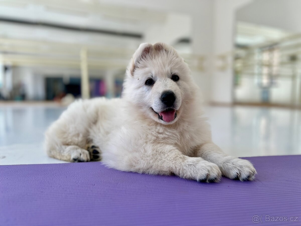 YogaPets - Jóga se štěňátky / štěňaty v Praze - 6