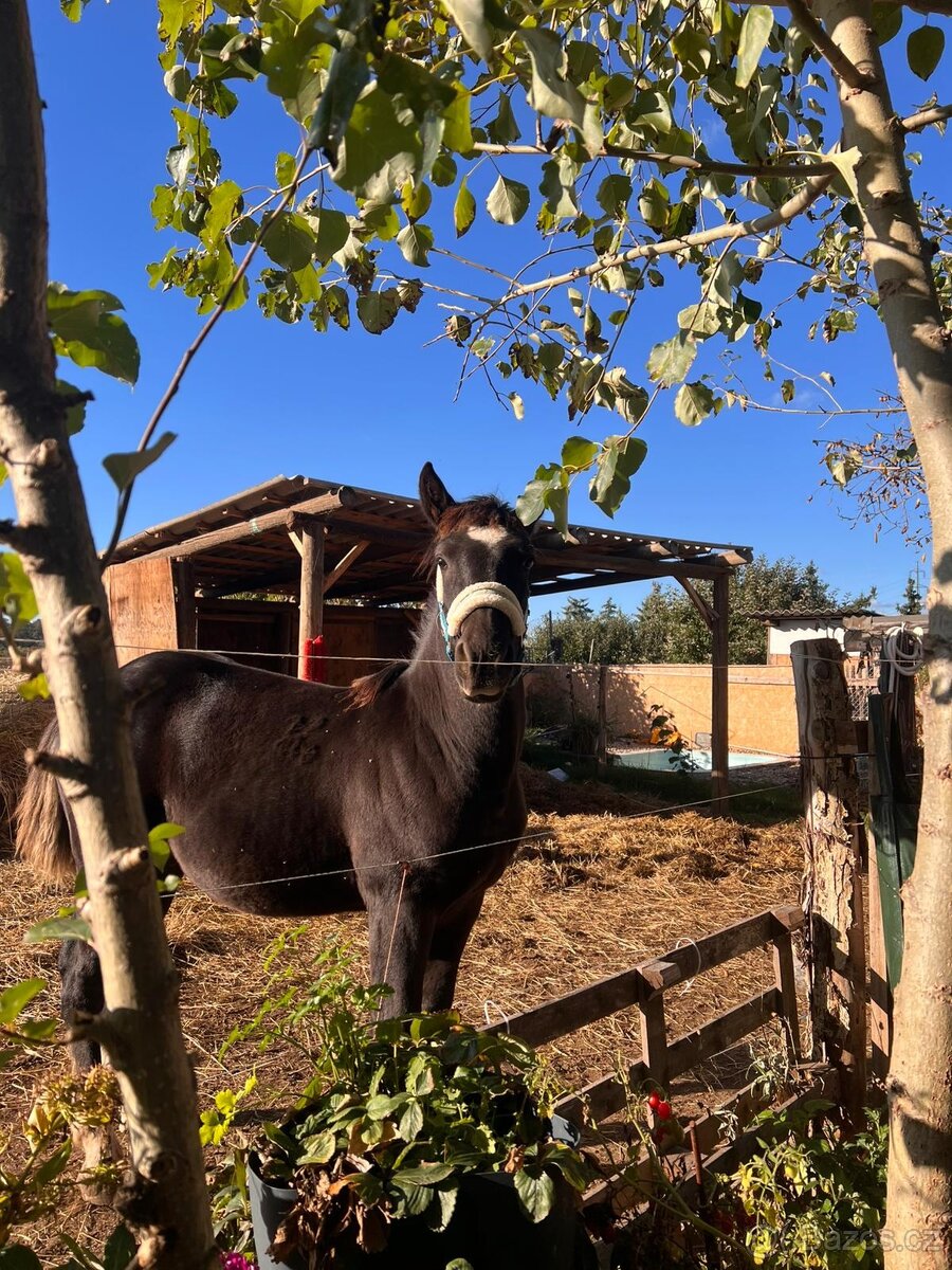 Shanim někoho ke koním - 6