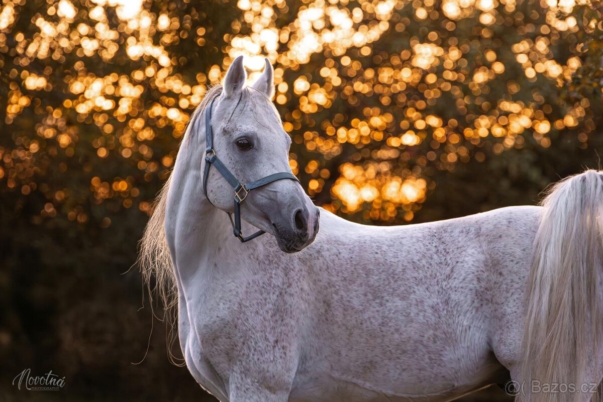 Plemeníci,kobyly arabských plnokrevníků - 6