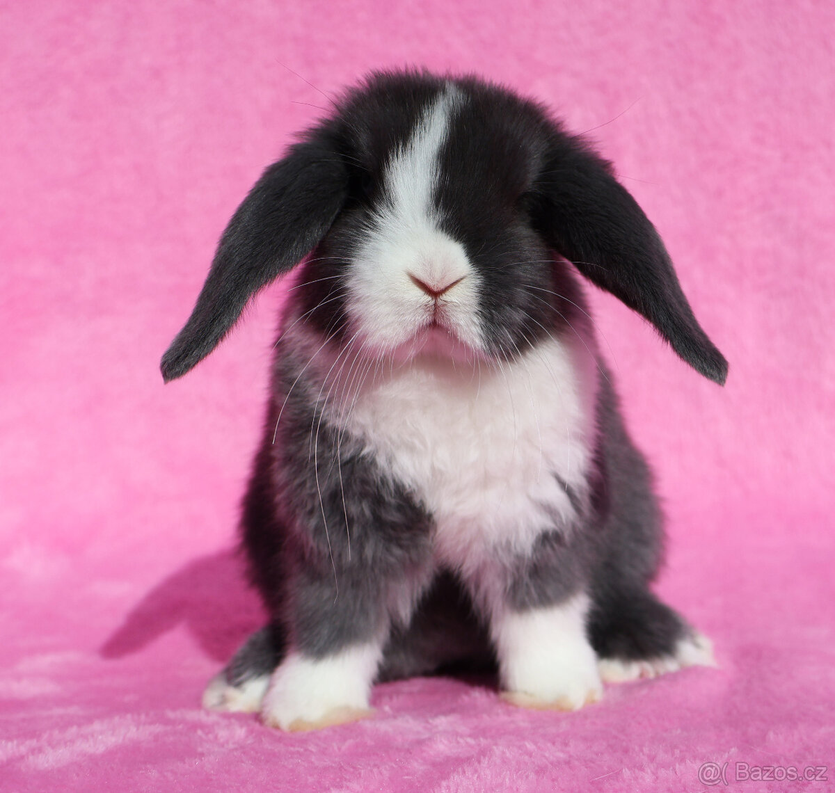 Zakrslý modrooký NHD beránek maličká samička s VP. - 6