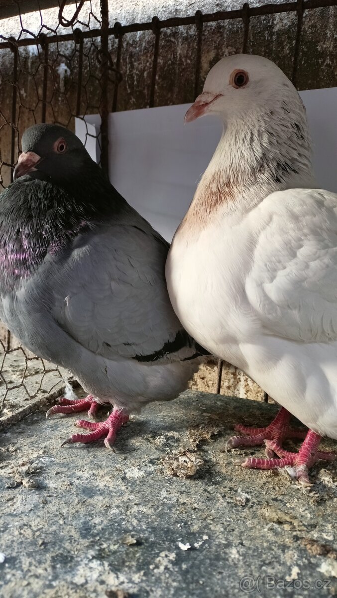 Prodám holuby - 6