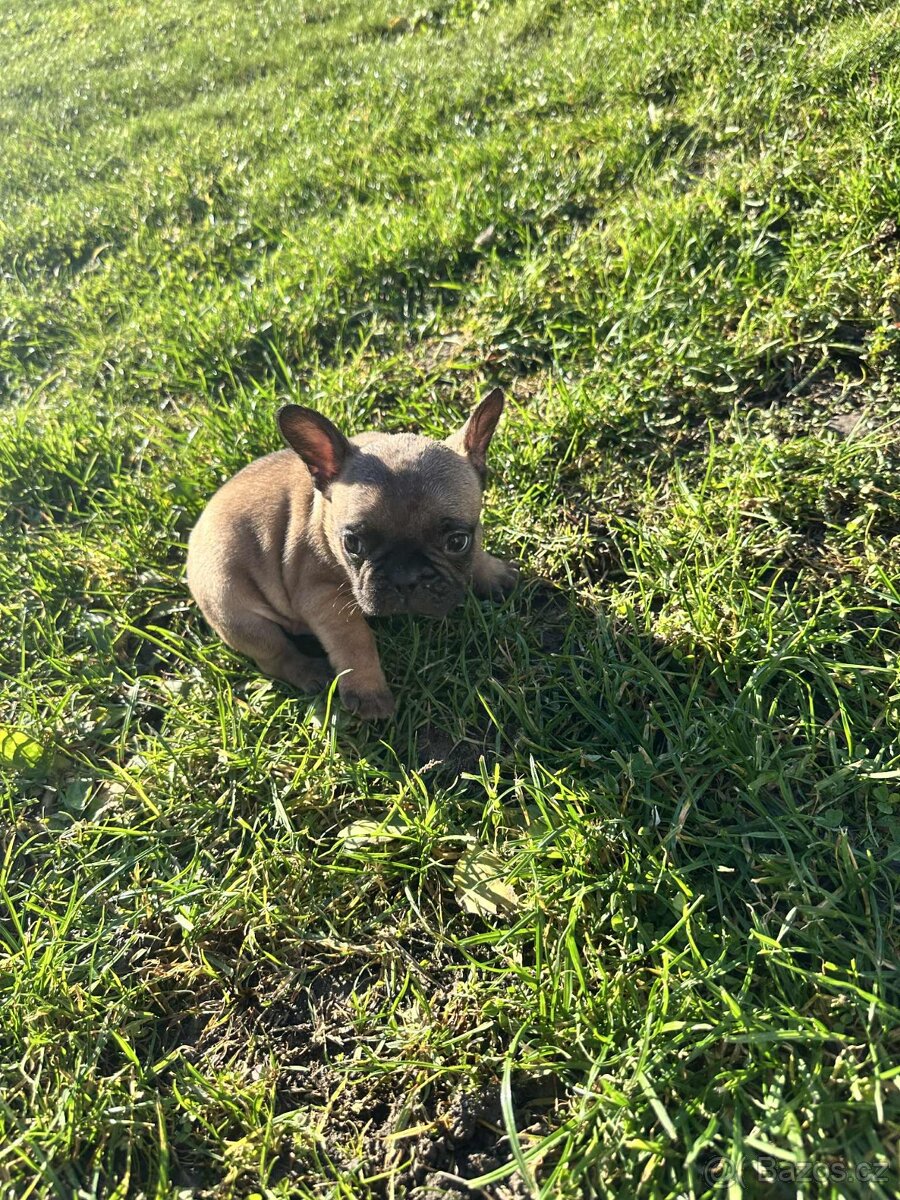 Francouzský buldoček - 6