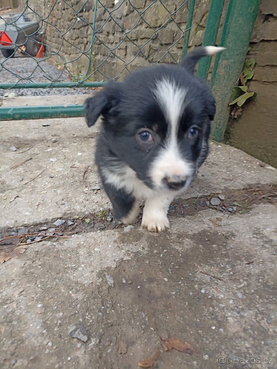Border kolie štěňata - 6