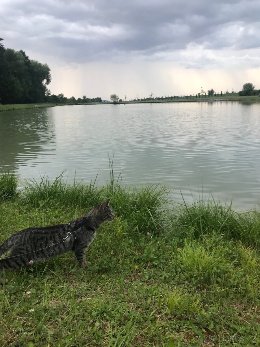 Daruji tříletou kočičku - 6