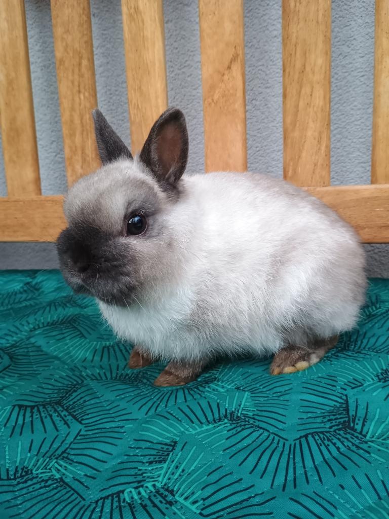 Zakrslý siamský žlutý MINI sameček - 6