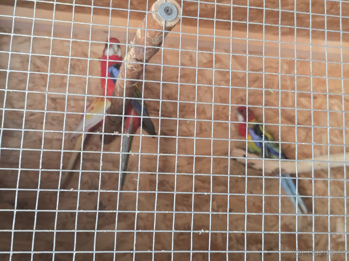 Rozela rubino a pestrá - 6