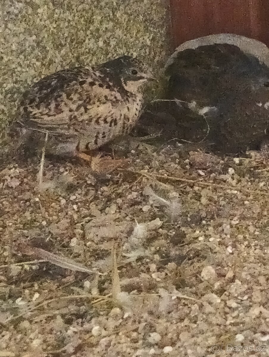 Křepelka činska - 6