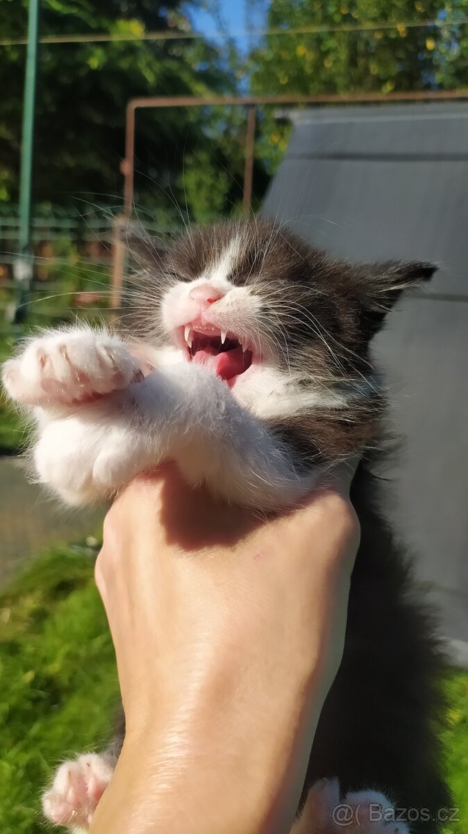 Kočka Evropská & Ragdoll - 6