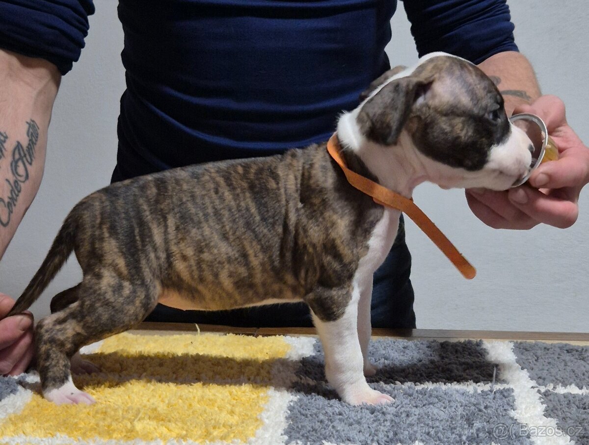 Americký stafordšírský teriér s PP - 6