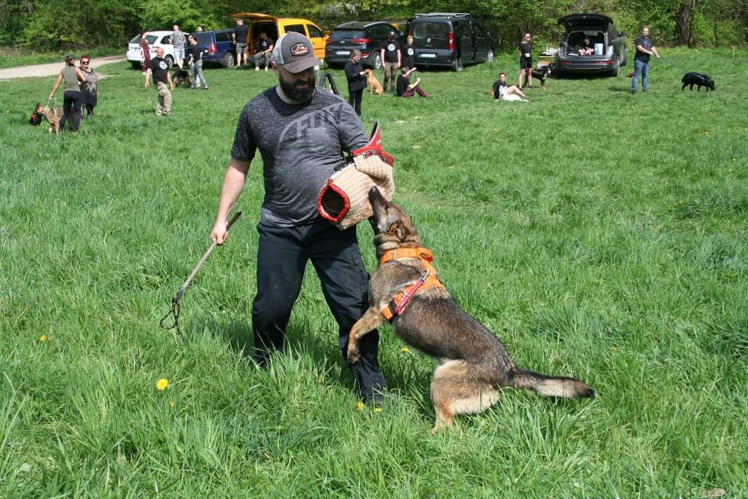 šteniatka kríženec nemecko-belgický ovčák (cross) - 6