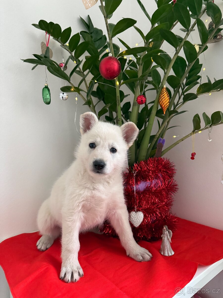 Bílý švýcarský ovčák s PP - 6