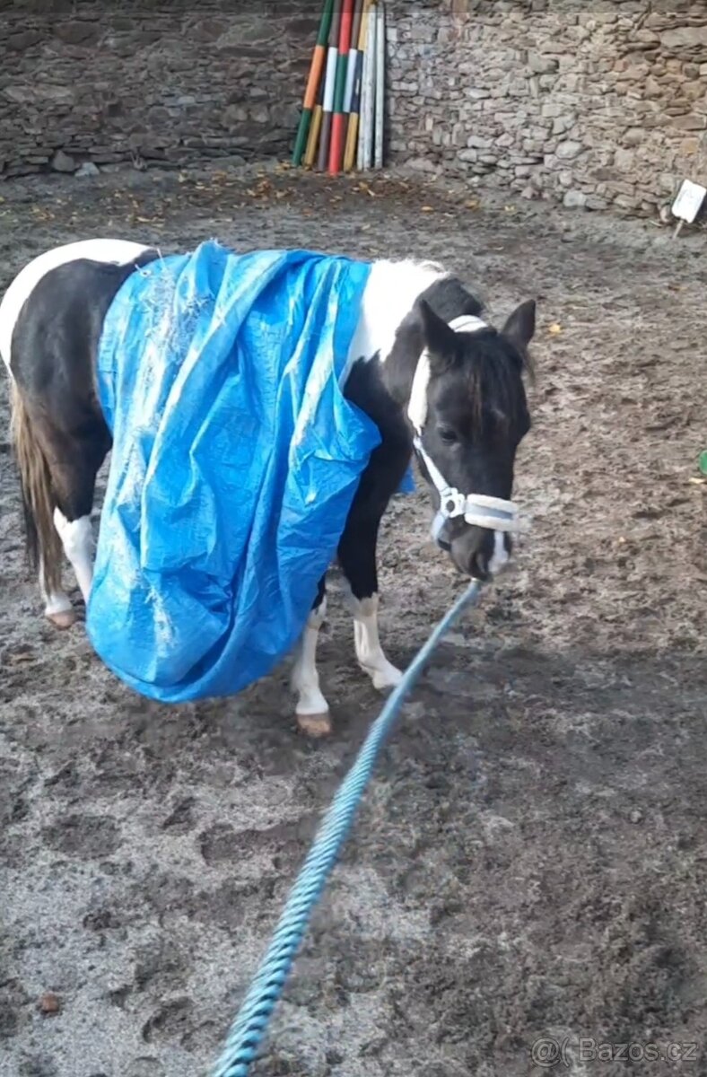 Valach AMHR/ASPC- minihorse - 6