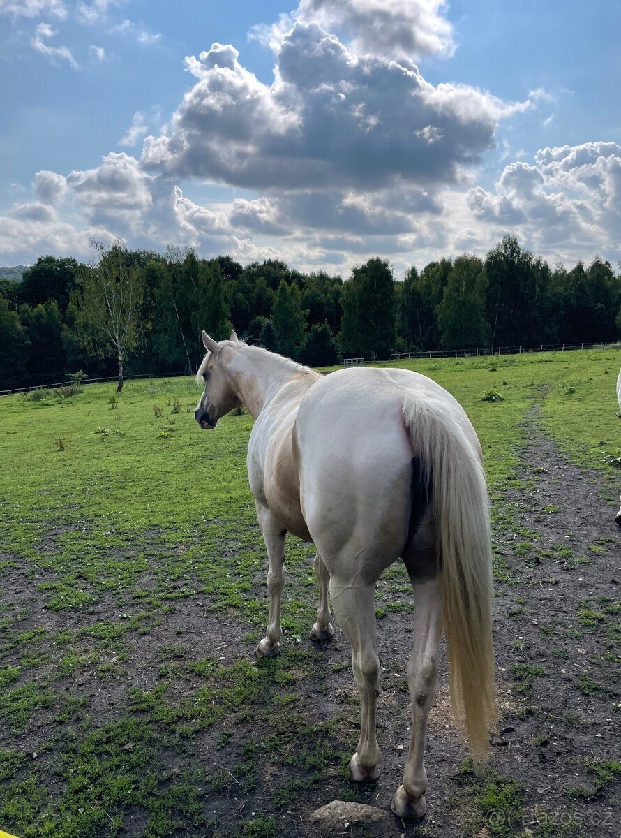 Desetiletá klisna APH - 6