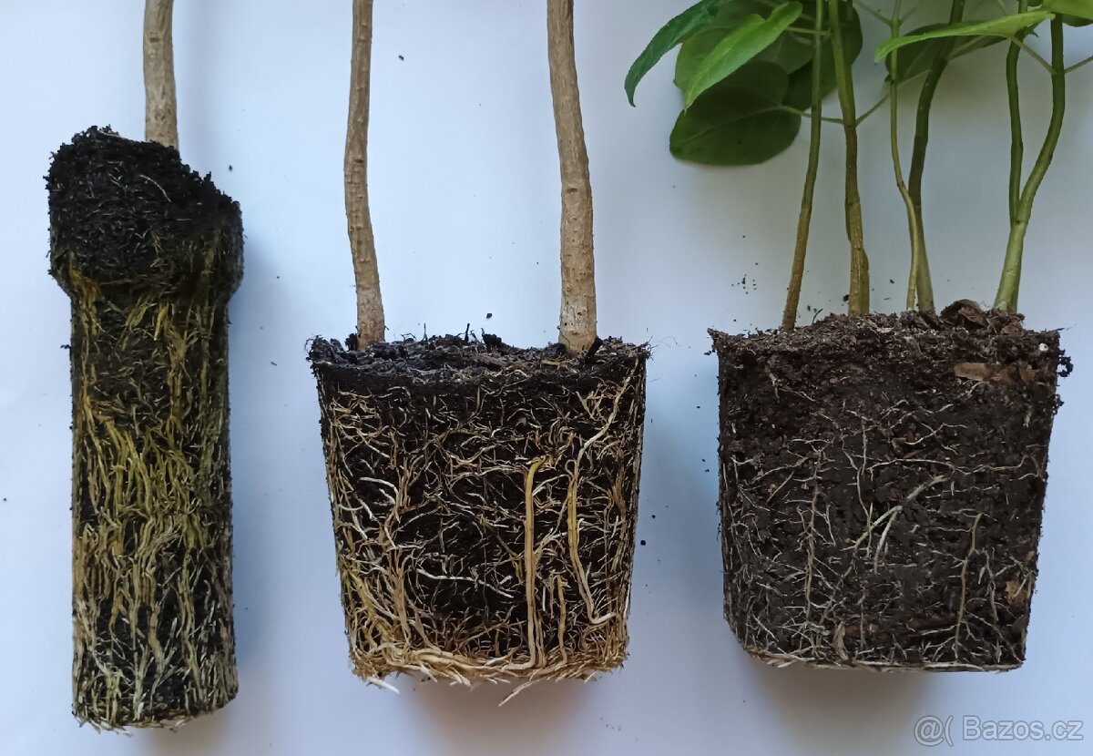 Katalpa trubačovitá sazenice - 6