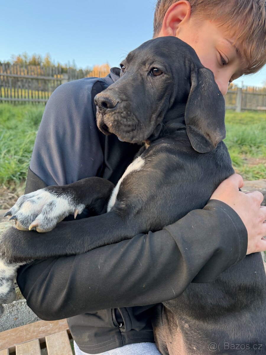 Fenky pointer s PP - 6