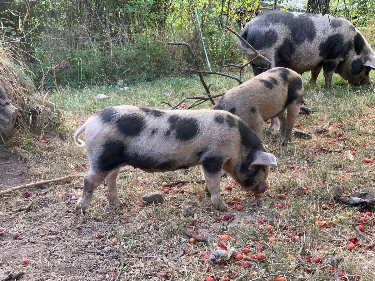 Prodám letošní selata pastevního prasete – typ kune-kune - 6