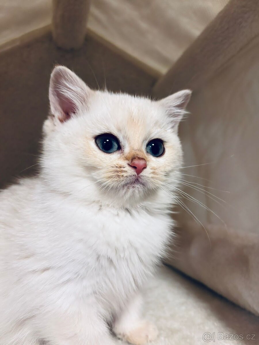 Britská koťátka činčily k odbery hned - 6