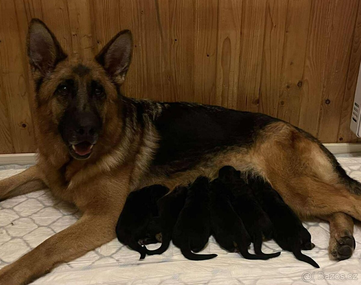 německý ovčák - nádherné štěně fenka - 6