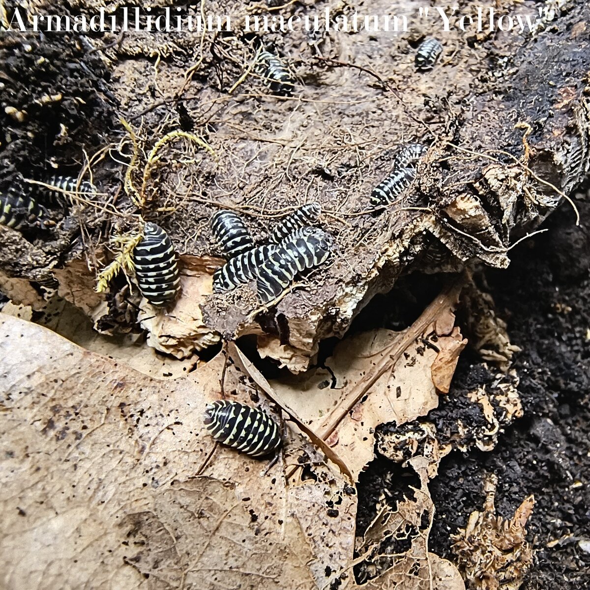 ISOPODY·STÍNKY - Fauna trhy Ostrava 14.12. - 6