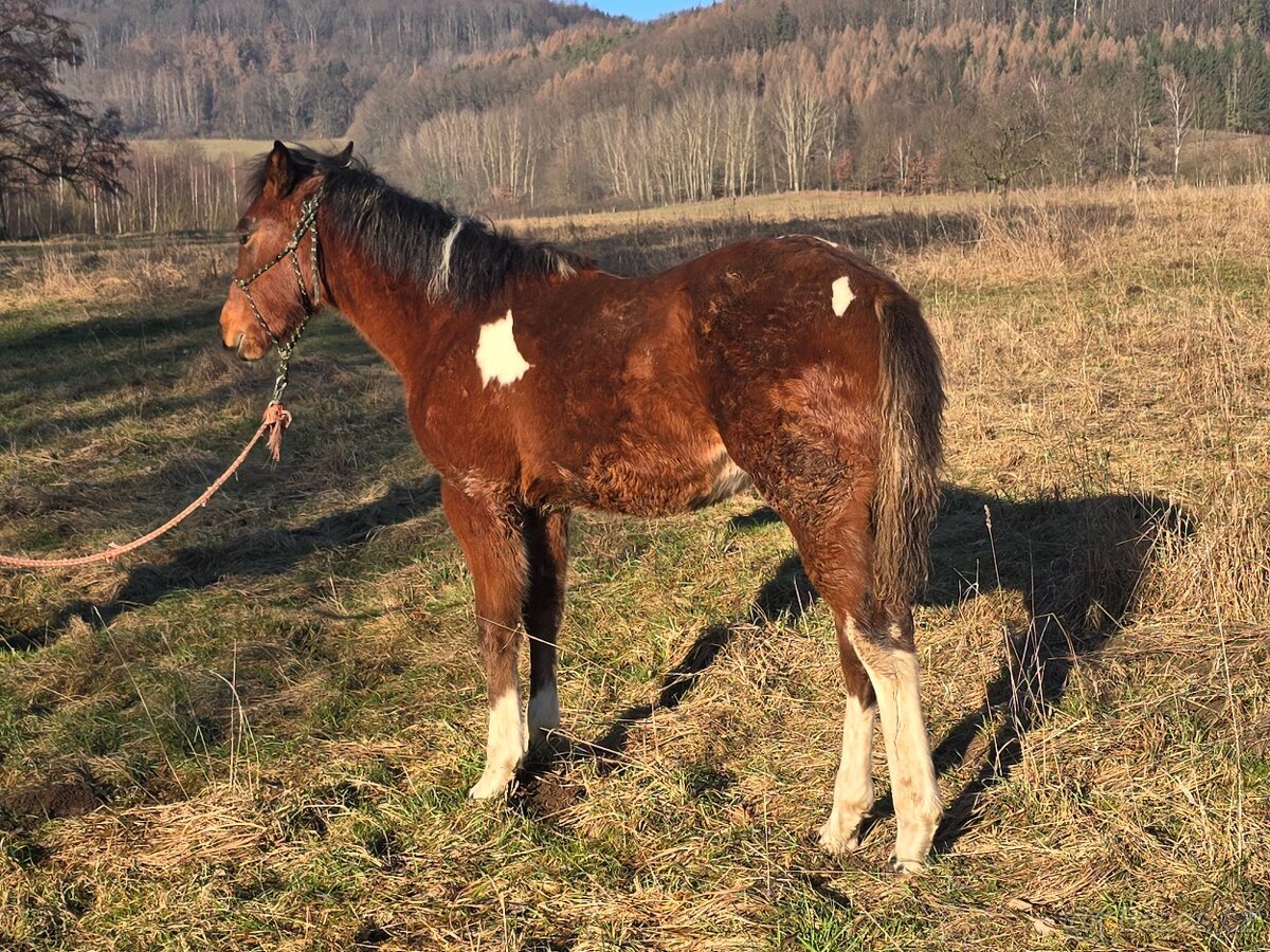 American Paint Horse - 6