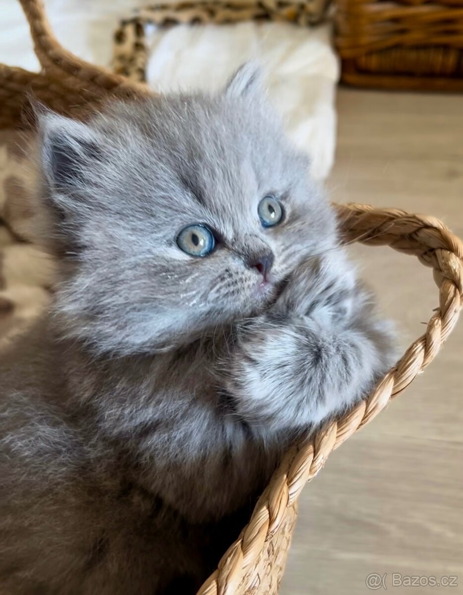 Britské modré kotě - 6