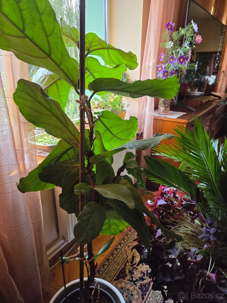 monstera, fíkus dubák, pryšec - 6