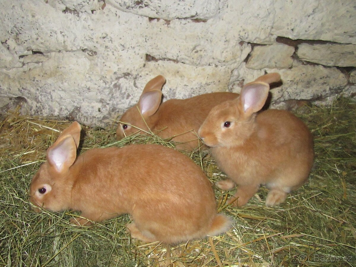 Burgundský králík - masné plemeno - 6