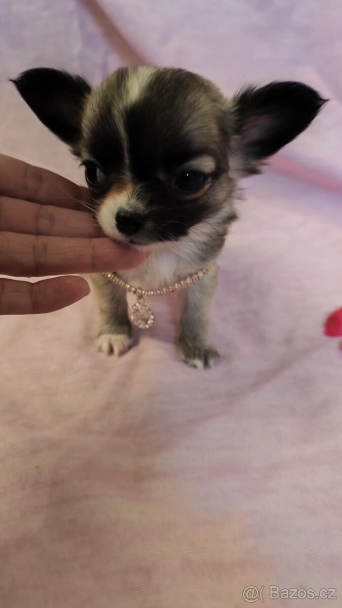 Čivava dlouhosrstá fenky bez PP - 6