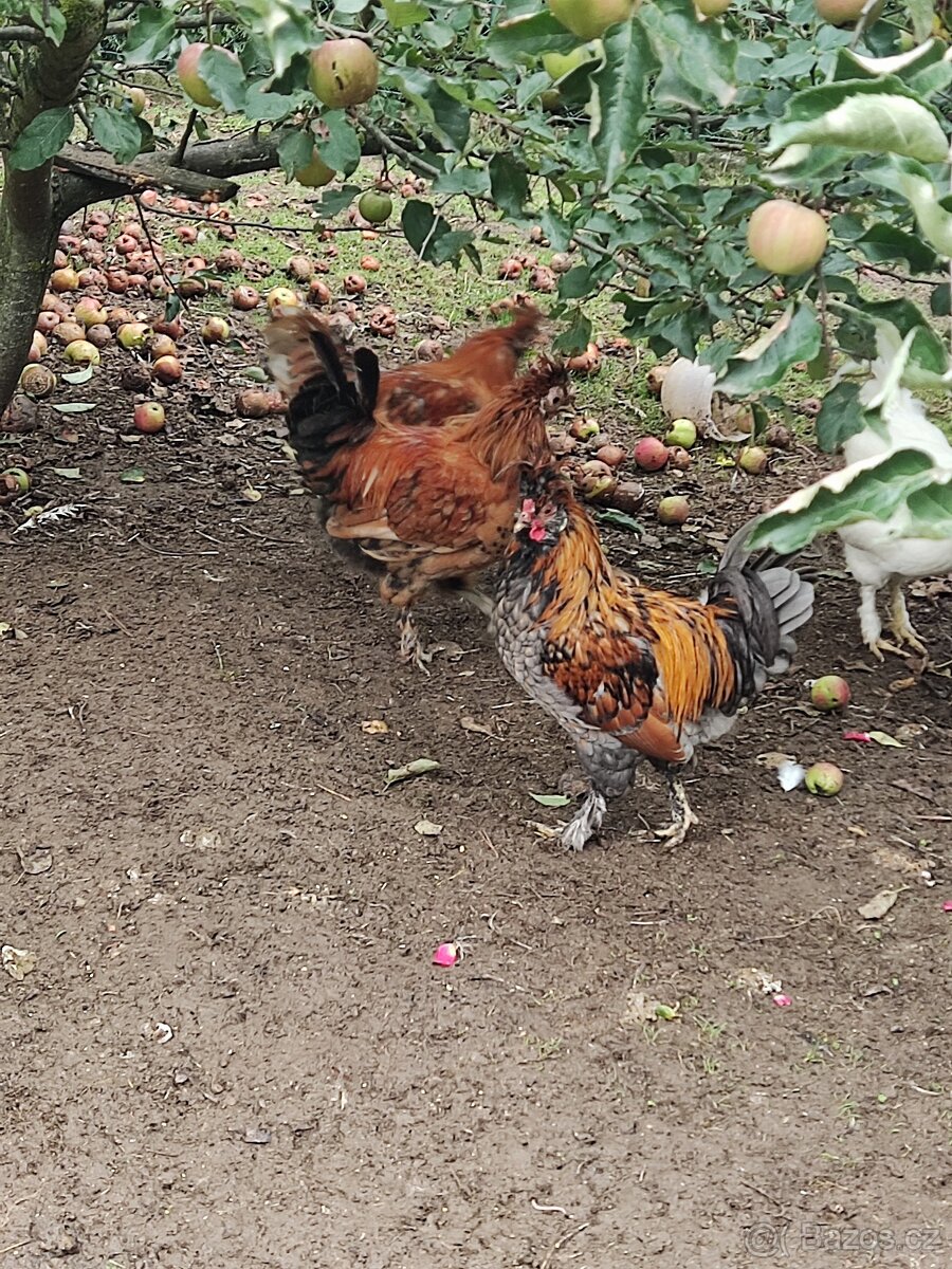Kohouti - Pavlovská slepice - 6